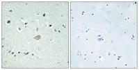 BAI-3 Polyclonal Antibody