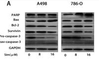 Bax Polyclonal Antibody