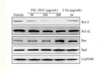 Bax Polyclonal Antibody