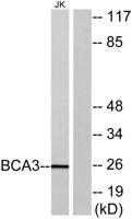 BCA3 Polyclonal Antibody