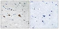 BCAR3 Polyclonal Antibody