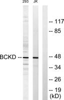 BCKDK Polyclonal Antibody