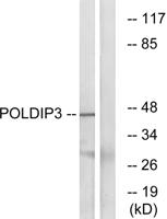 POLDIP3 Polyclonal Antibody