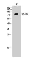 POLR3E Polyclonal Antibody