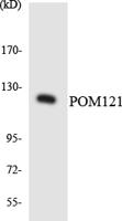 POM121 Polyclonal Antibody