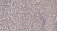 BET3 Polyclonal Antibody