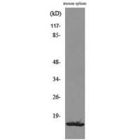 BLC Polyclonal Antibody
