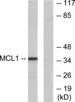 Mcl-1 Polyclonal Antibody