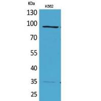 MCM3 Polyclonal Antibody