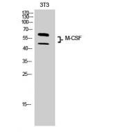 M-CSF Polyclonal Antibody