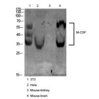 M-CSF Polyclonal Antibody