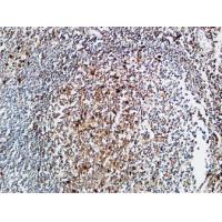 M-CSF Polyclonal Antibody