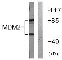 MDM2 Polyclonal Antibody
