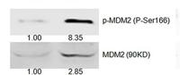 MDM2 Polyclonal Antibody