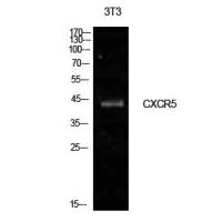 Blr1 Polyclonal Antibody
