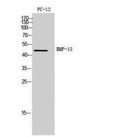 BMP-15 Polyclonal Antibody
