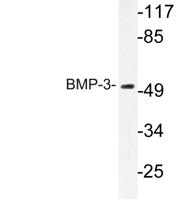 BMP-3 Polyclonal Antibody
