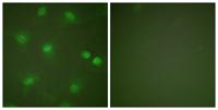 MEF-2 Polyclonal Antibody