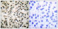 MEF-2 Polyclonal Antibody