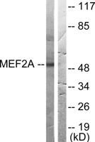 MEF-2 Polyclonal Antibody