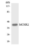 MCH-2R Polyclonal Antibody
