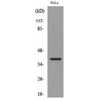 Bonzo Polyclonal Antibody