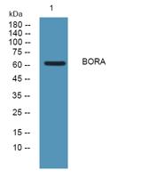BORA Polyclonal Antibody