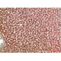 MBL-C Polyclonal Antibody