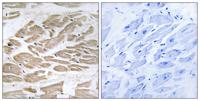 Brp44L Polyclonal Antibody