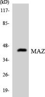MAZ Polyclonal Antibody