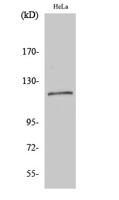 BubR1 Polyclonal Antibody