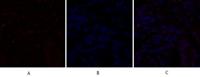 C/EBP β Polyclonal Antibody