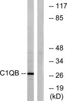 C1q-B Polyclonal Antibody