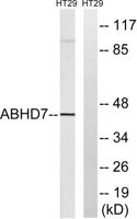 ABHD7 Polyclonal Antibody