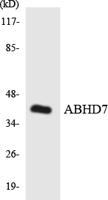 ABHD7 Polyclonal Antibody
