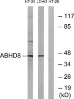 ABHD8 Polyclonal Antibody