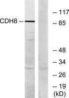 Cadherin-8 Polyclonal Antibody