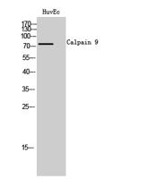 Calpain 9 Polyclonal Antibody