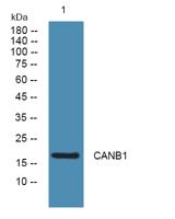 CANB1 Polyclonal Antibody