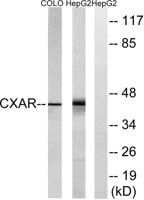 CAR Polyclonal Antibody