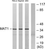 Mat1 Polyclonal Antibody