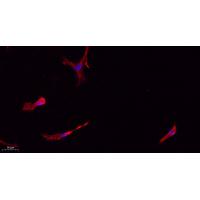 Caspase-1 Polyclonal Antibody