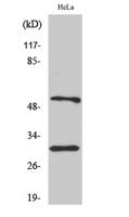 Caspase-10 B/D Polyclonal Antibody