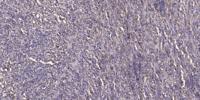 Caspase-3 Polyclonal Antibody