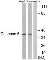 Caspase-6 Polyclonal Antibody