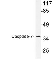 Caspase-7 Polyclonal Antibody