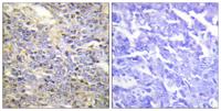 Caspase-9 Polyclonal Antibody