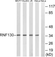 RNF130 Polyclonal Antibody