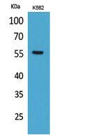 Glut5 Polyclonal Antibody