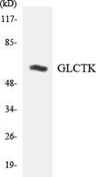 Glycerate Kinase Polyclonal Antibody